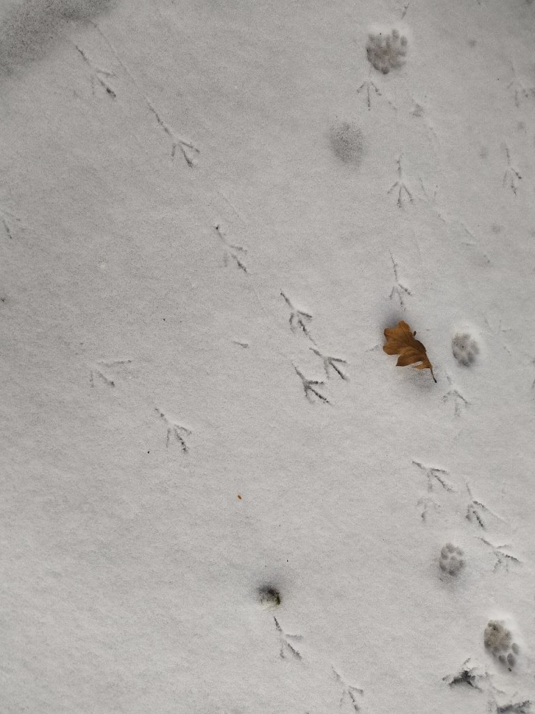 Valokuva maasta, jossa on ohuella lumella linnun jalanjälkiä, ehkä kissan tassunjälkiä ja pieni ruskea tammenlehti.